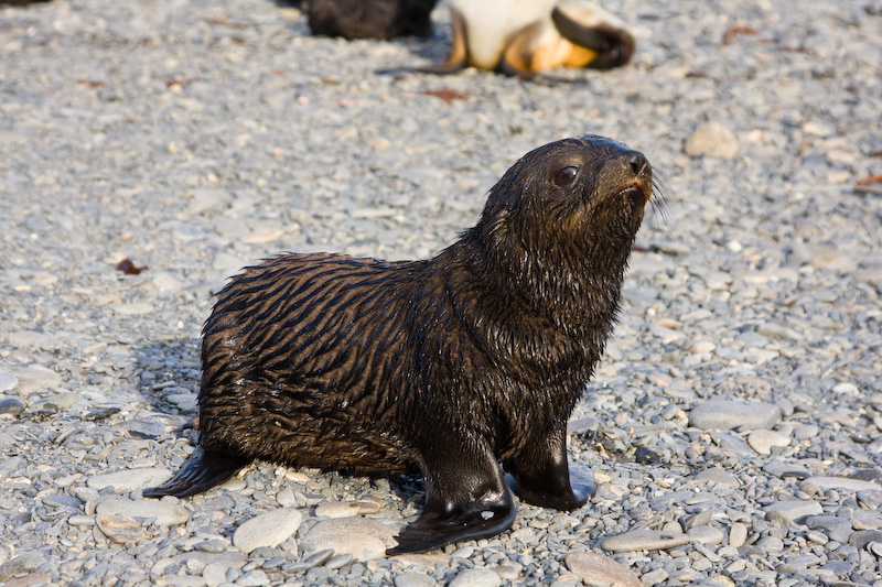 Juvenile Antarctic Fur Seal
